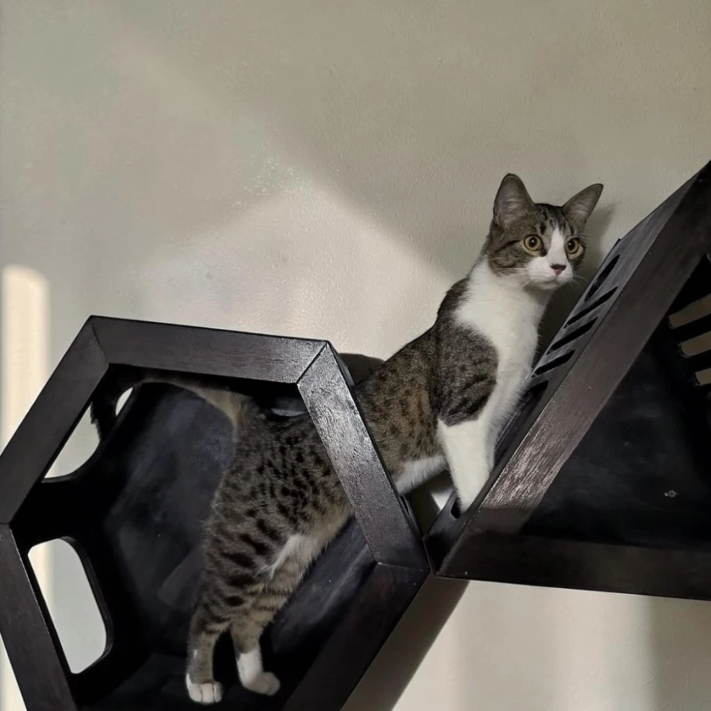 Combo Astutos — Muebles de Pared para Gatos - Imagen 10