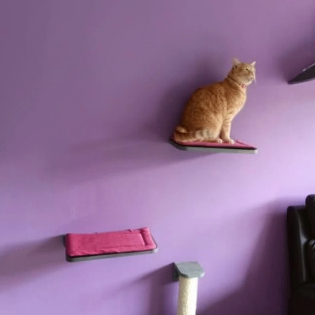 Gato sobre una repisa de pared flotante para gatos, Colección Entorno